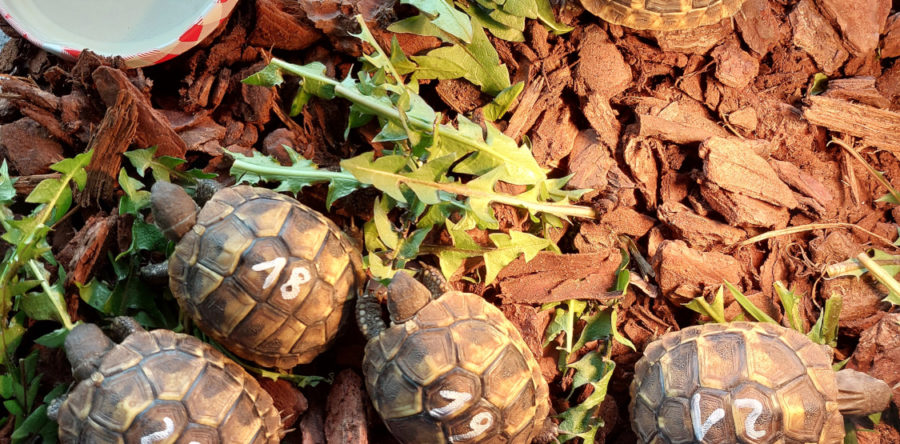 Griechische Landschildkröten NZ 2022