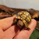Griechische Landschildkröten (Testudo hermanni)
