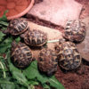 Griechische Landschildkröten NZ 2022